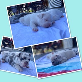 Nachwuchs beim Hundesportverein Sulz - Süße Französische Bulldoggen-Babys