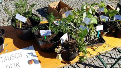 07 Gratis Pflanzentauschbörse in Röthis OGV Sulz-Röthis.jpg