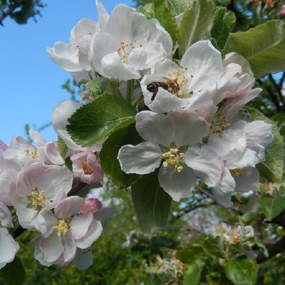 Apfelblüten mit Bienen.JPG