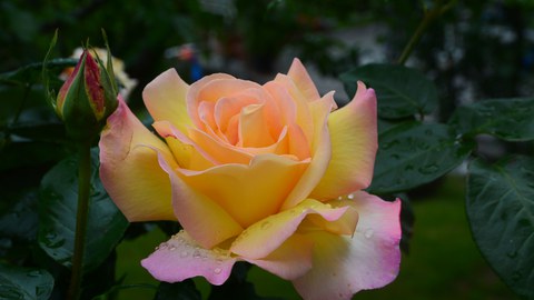 Rosenpflege nach der Blüte mit Rudi Waibel am 26.6.2020