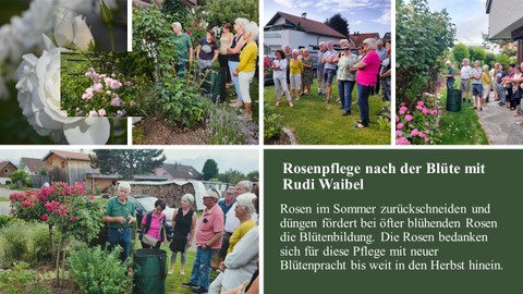 Rosenpflege nach der Blüte mit Rudi Waibel am Do. 6.7.2023 in Sulz