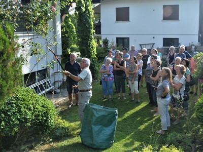Rosenpflege nach der Blüte mit Rudi Waibel am Mi. 3.7.2019 in Röthis