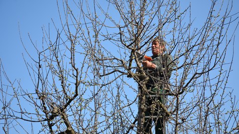 Winter-Obstbaumschnittkurs mit Lothar Lins am Sa. 26.3.22