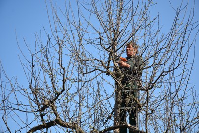 Winter-Obstbaumschnittkurs mit Lothar Lins am Sa. 26.3.22