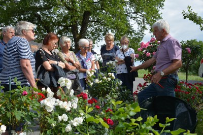 Rosenpflege nach der Blüte mit Rudi Waibel