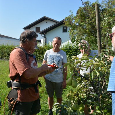 Sommer-Obstbaumschnitt mit Lothar Lins