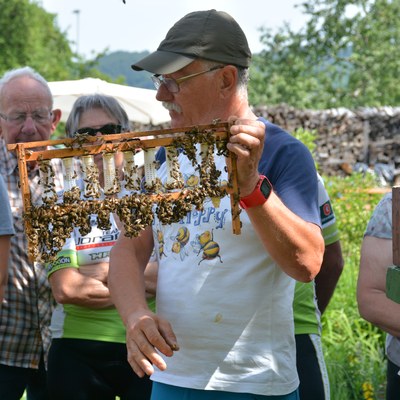 Tag des offenen Bienenstocks mit Reinhard Sardelic - Abgesagt!