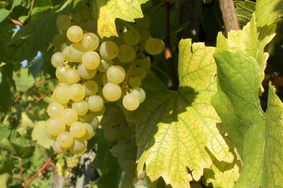 Torkelbaum, Wein und Grappa mit dem OGV Sulz-Röthis
