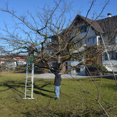 Winter-Obstbaumschnittkurs mit Lothar Lins