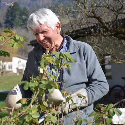 Wir pflegen und schneiden Rosen mit Rudi Waibel  - ABSAGE -